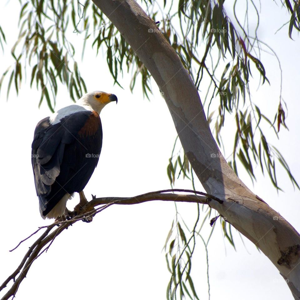 It’s the death stare for me! A fishing eagle watching me 📷