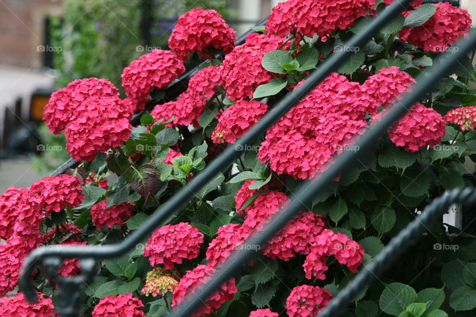 Flowers closeup 