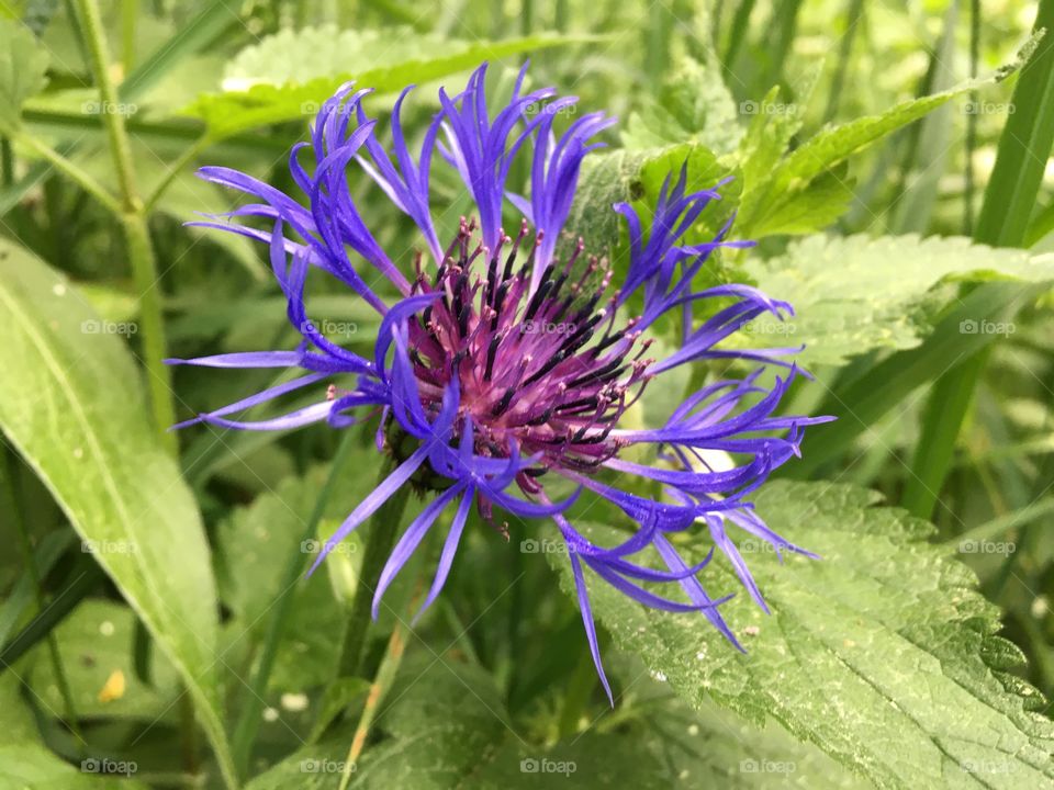 Mountain bluet