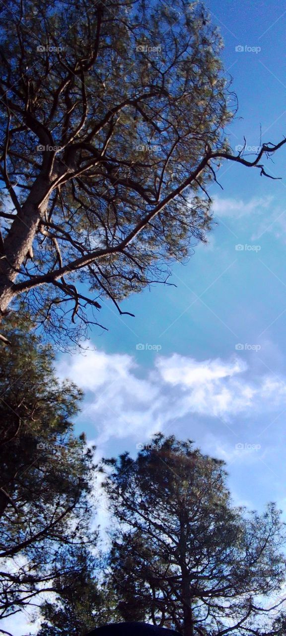 Beautiful nature trees, grass, branches