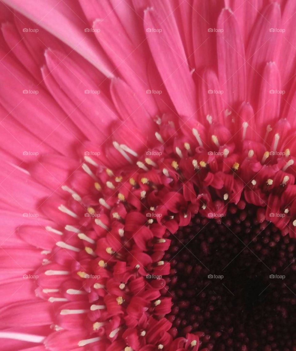 pink love.......Girly daisy