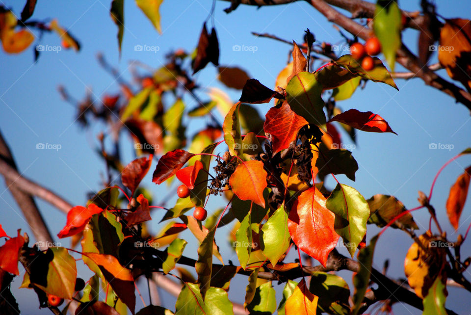 Close-up of a tree leaves