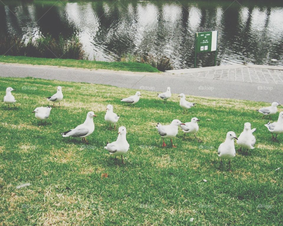 Seagulls bird beside the river. I took this photo when I visited Yara river, Melbourne, Australia.