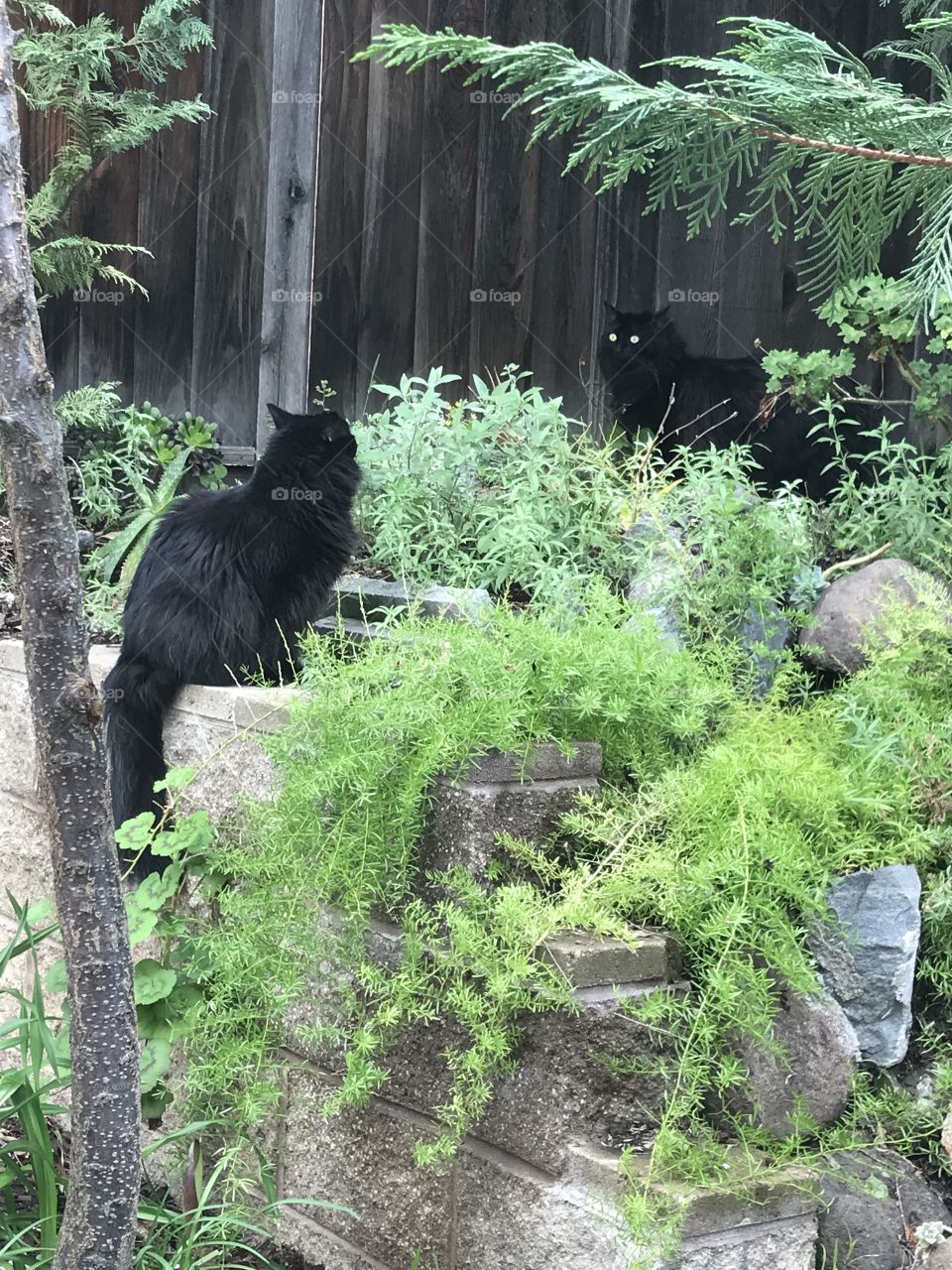 Twin black cats face off in garden 