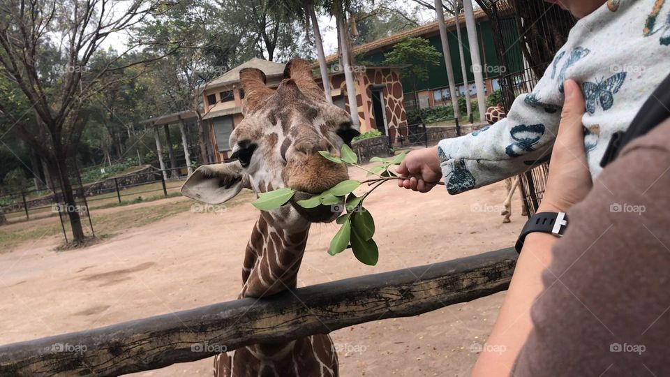 A toddler feeding a giraffe at a zoo in Guangzhou, China 
