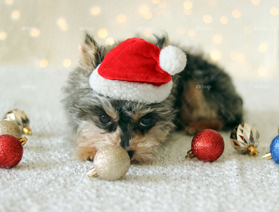Christmas with a Yorkie
