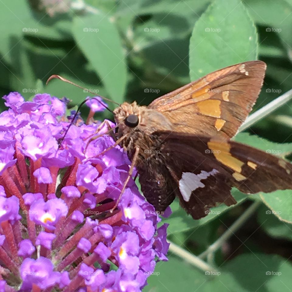 Sphinx Moth on Purple Butterfly Bush💜