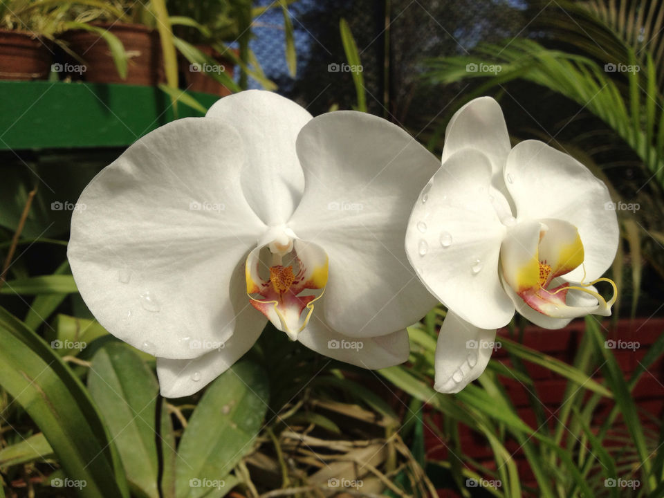flowers macro close up by babie