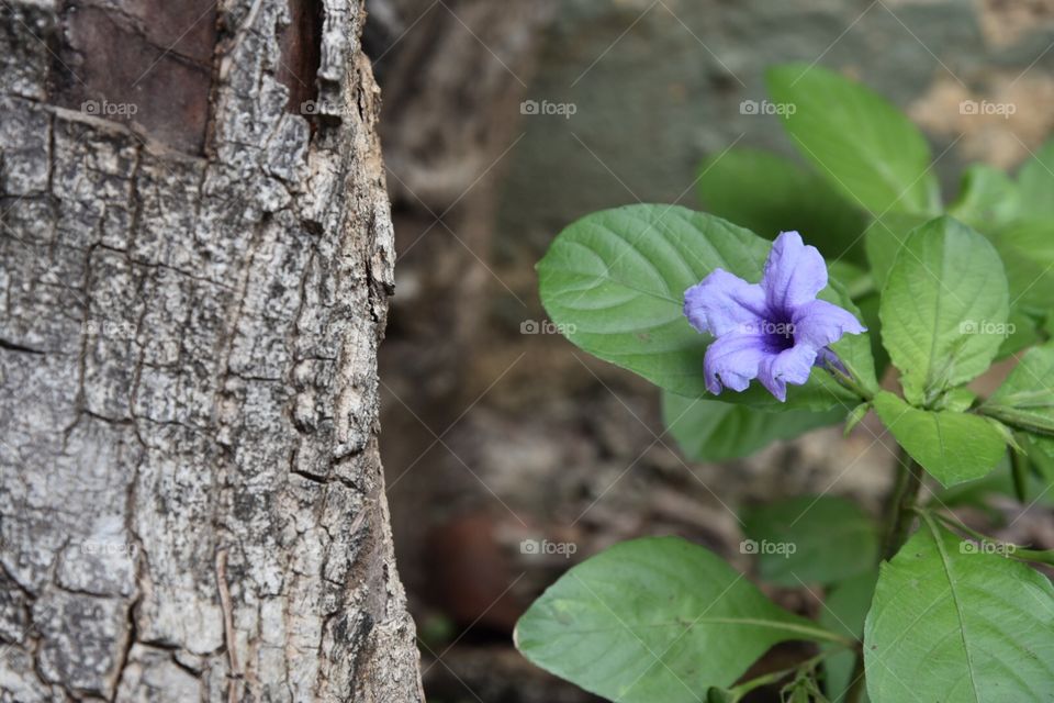 Purple flower 