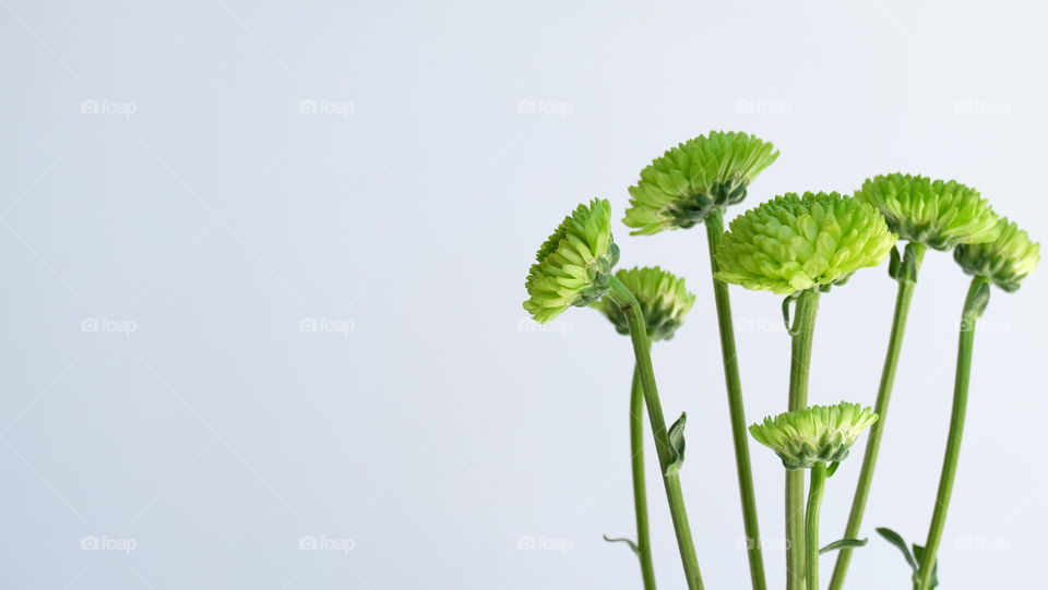 Green Chrysanthemums