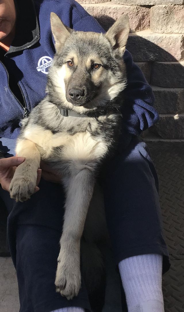 Sweet puppy 