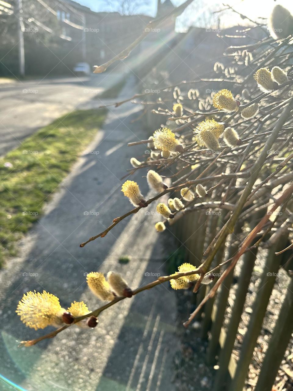 Springtime blossoms on a walk, walking on a sidewalk, going for a walk in the spring, morning light shining through the blossoms 