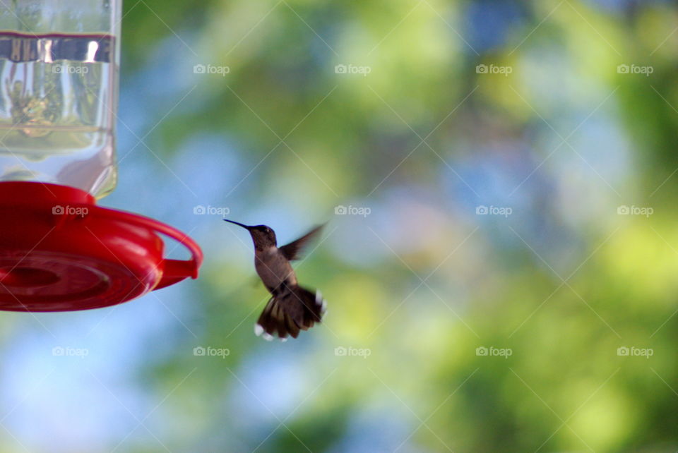 A hummingbird eating.