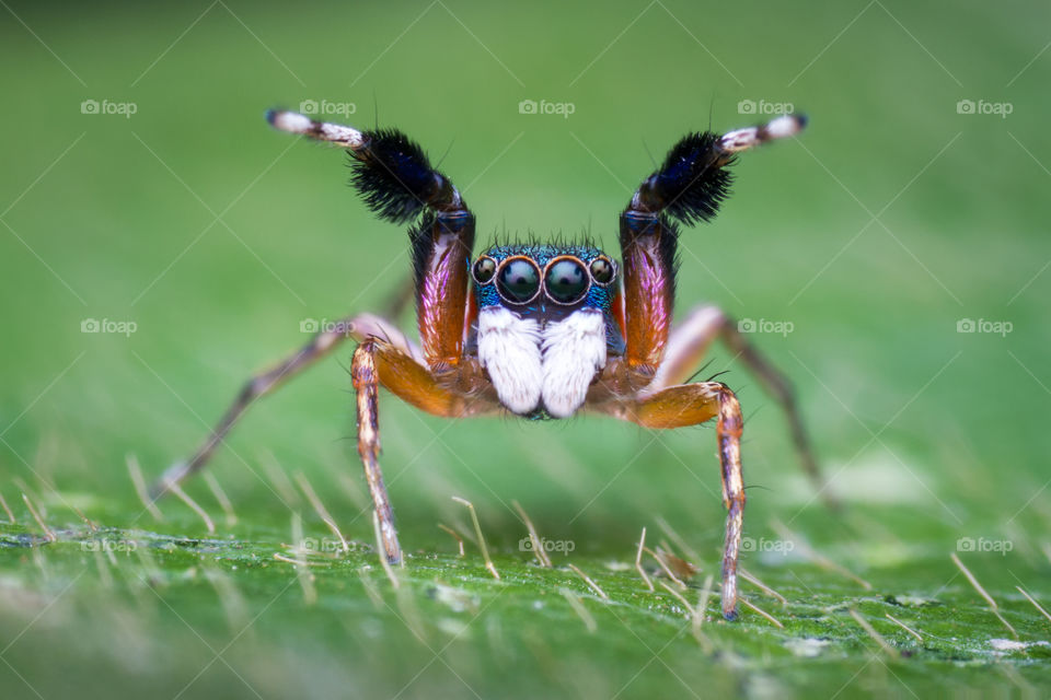 Jumping spider Siler semiglaucus