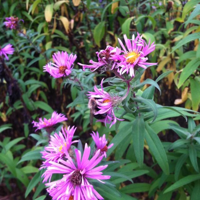 Bee in a Flower