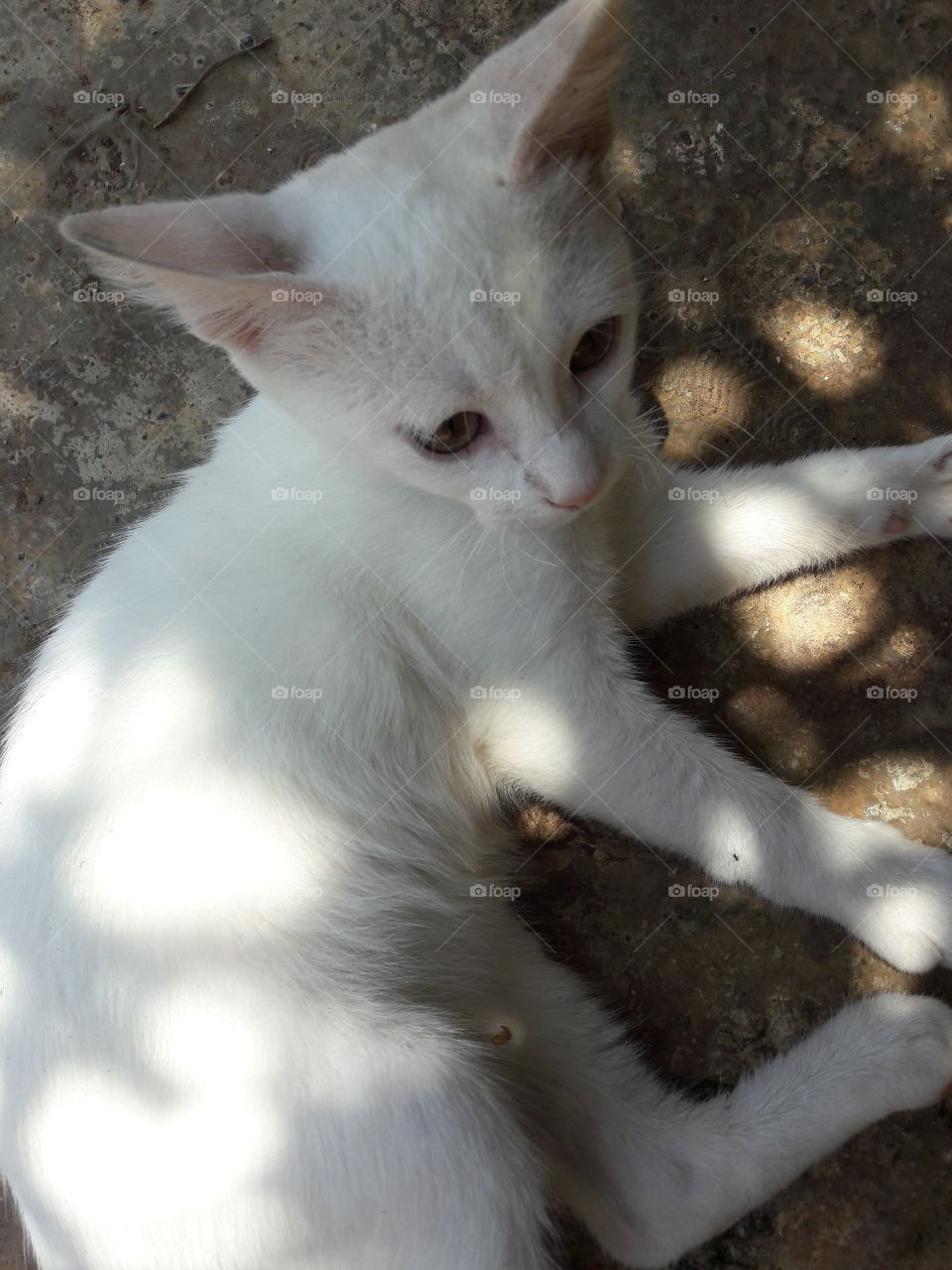 The White Cat