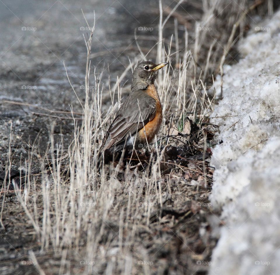 A moments  rest while building a nest