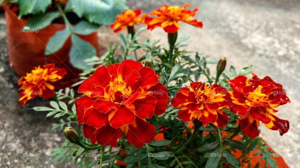 Marigold
Smartphone Photography
Lenovo Vibe X3