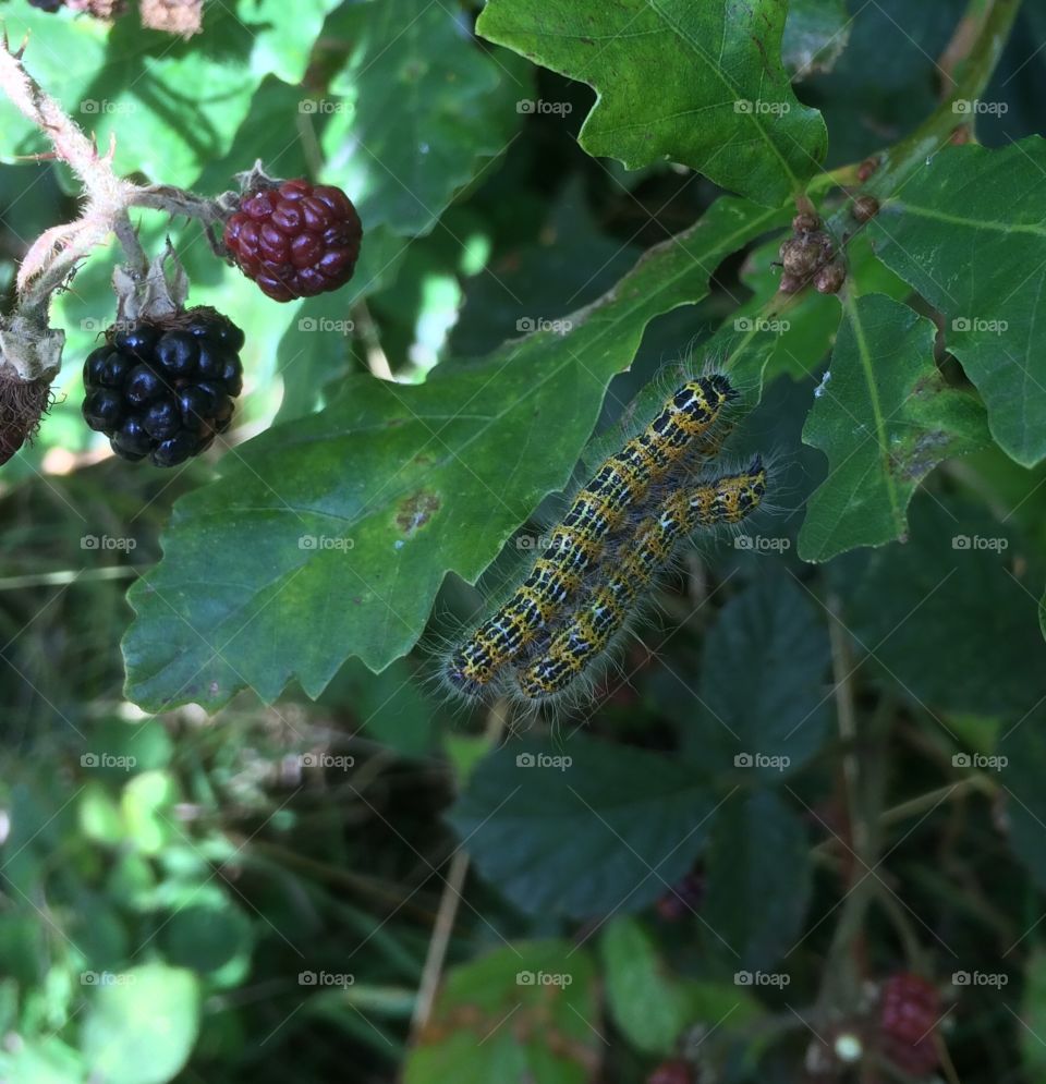 Caterpillars & blackberries 