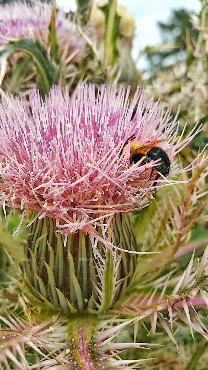 macro bumble bee on flower