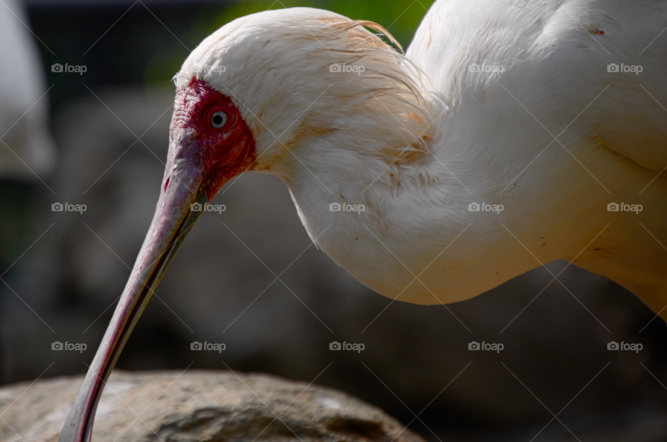 Flat beaked ibis 2