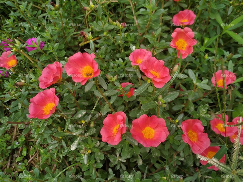 pink flower in the garden natural organic