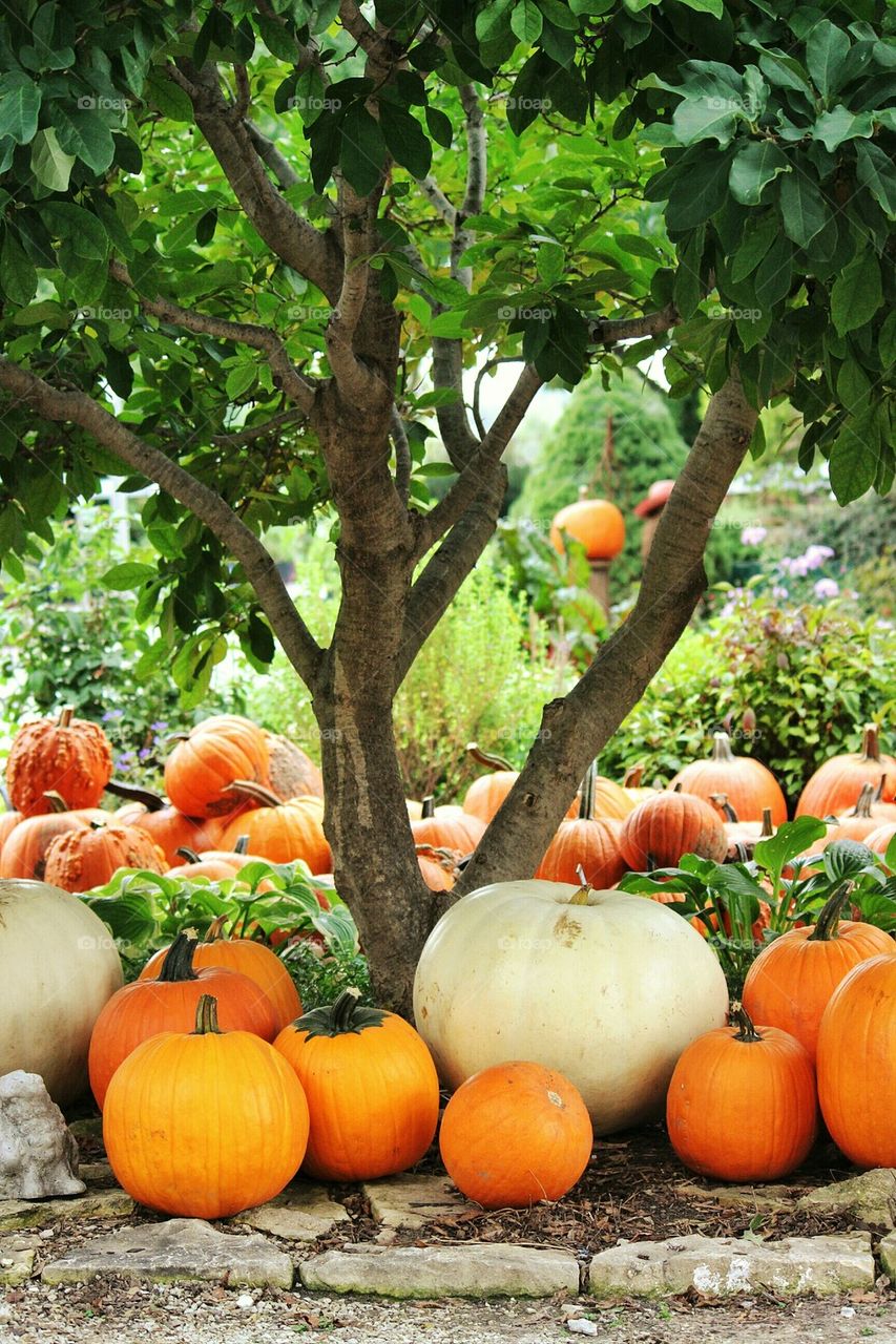 Close-up of pumpkin under the tree