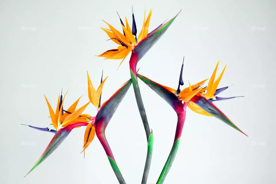 Bird of paradise