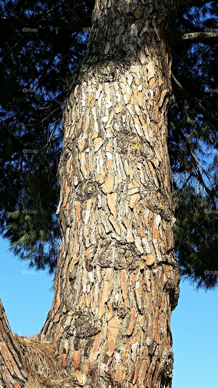 Textured Tree Trunk