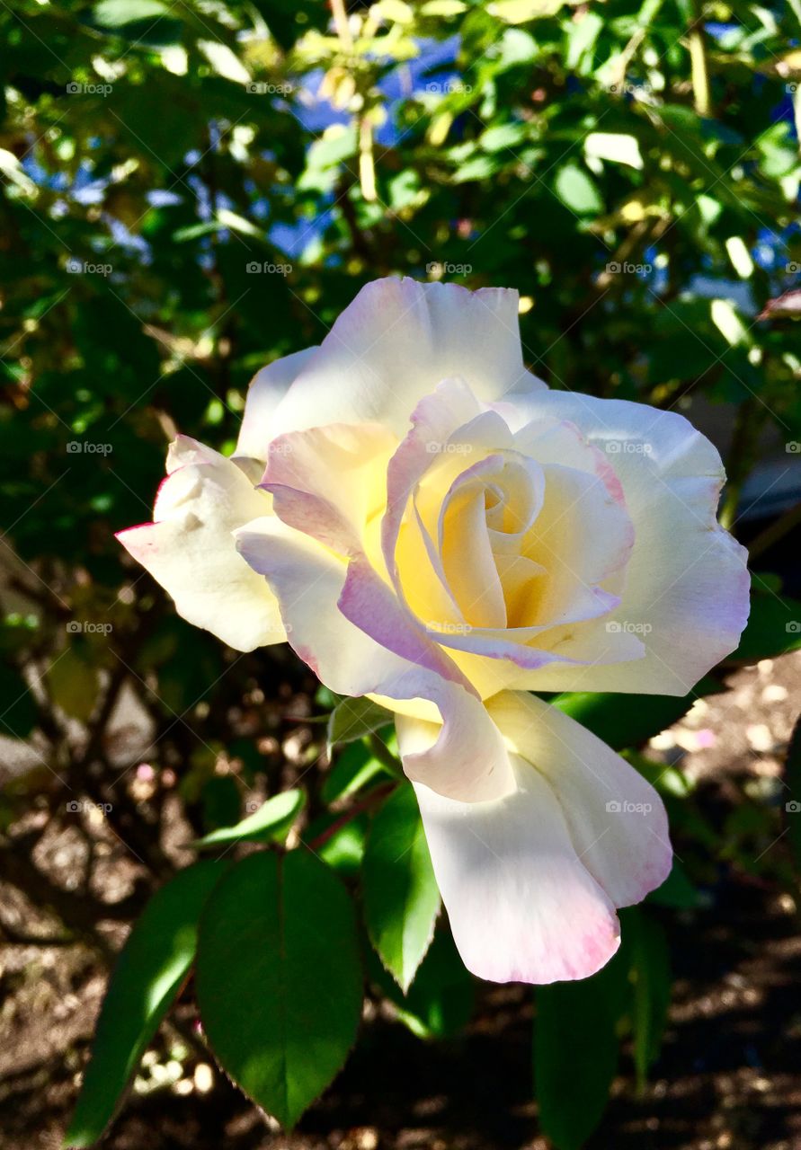 Rose in sunlight