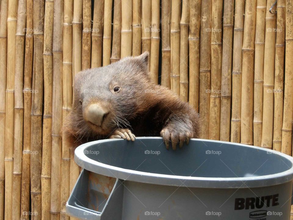 Wombat