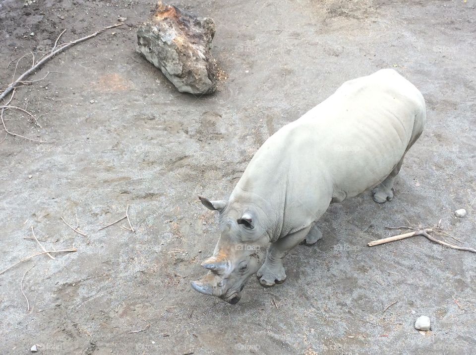 White Rhino at the Erie Zoo.