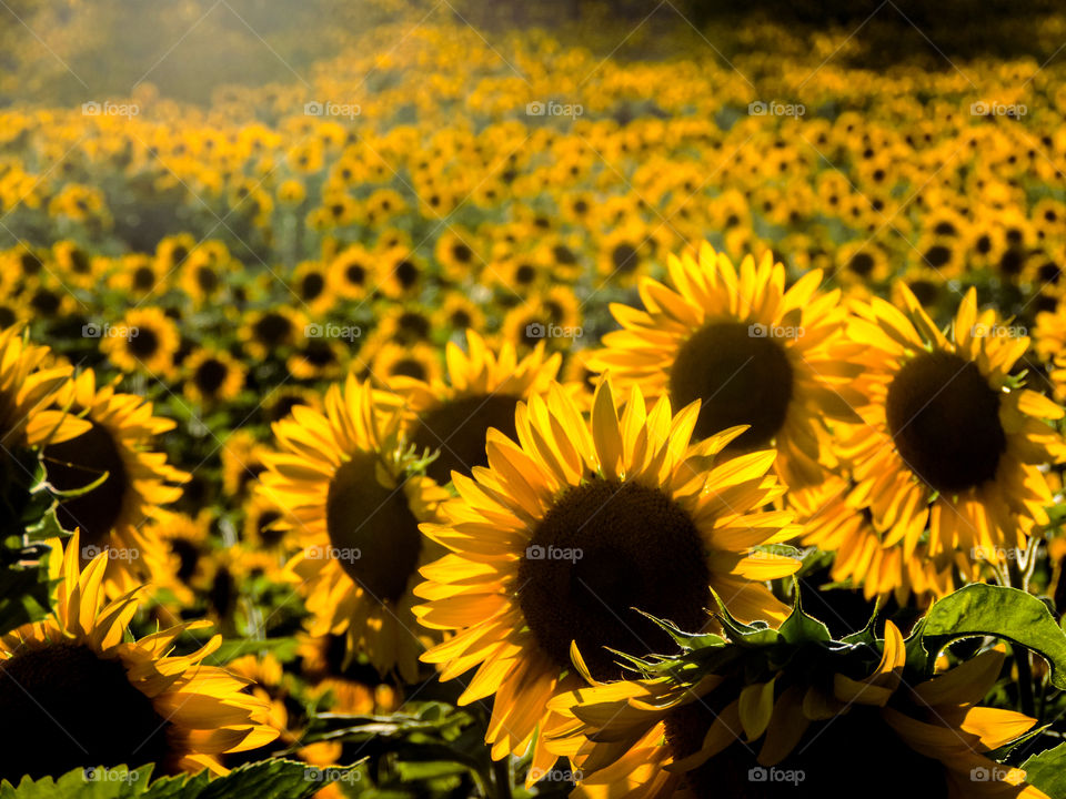 Sunflowers blooming in the field