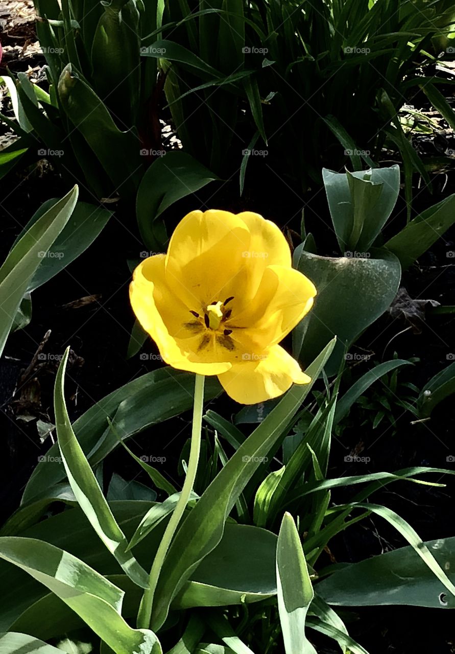 Yellow single tulip