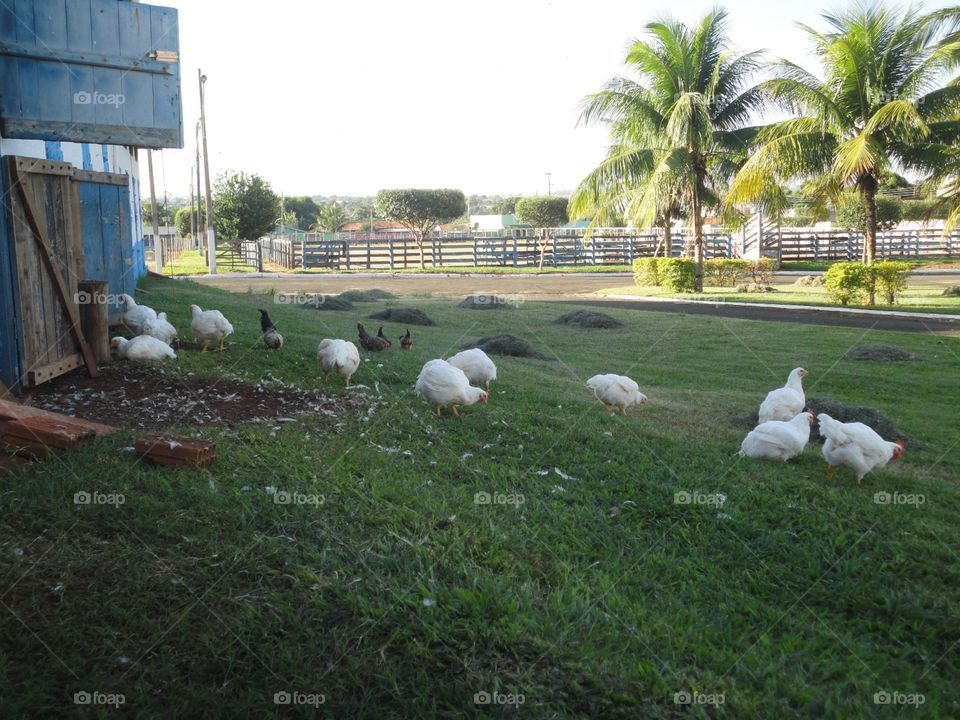 Galinhas de granja, soltas no pátio. Fazenda, gramado, curral...