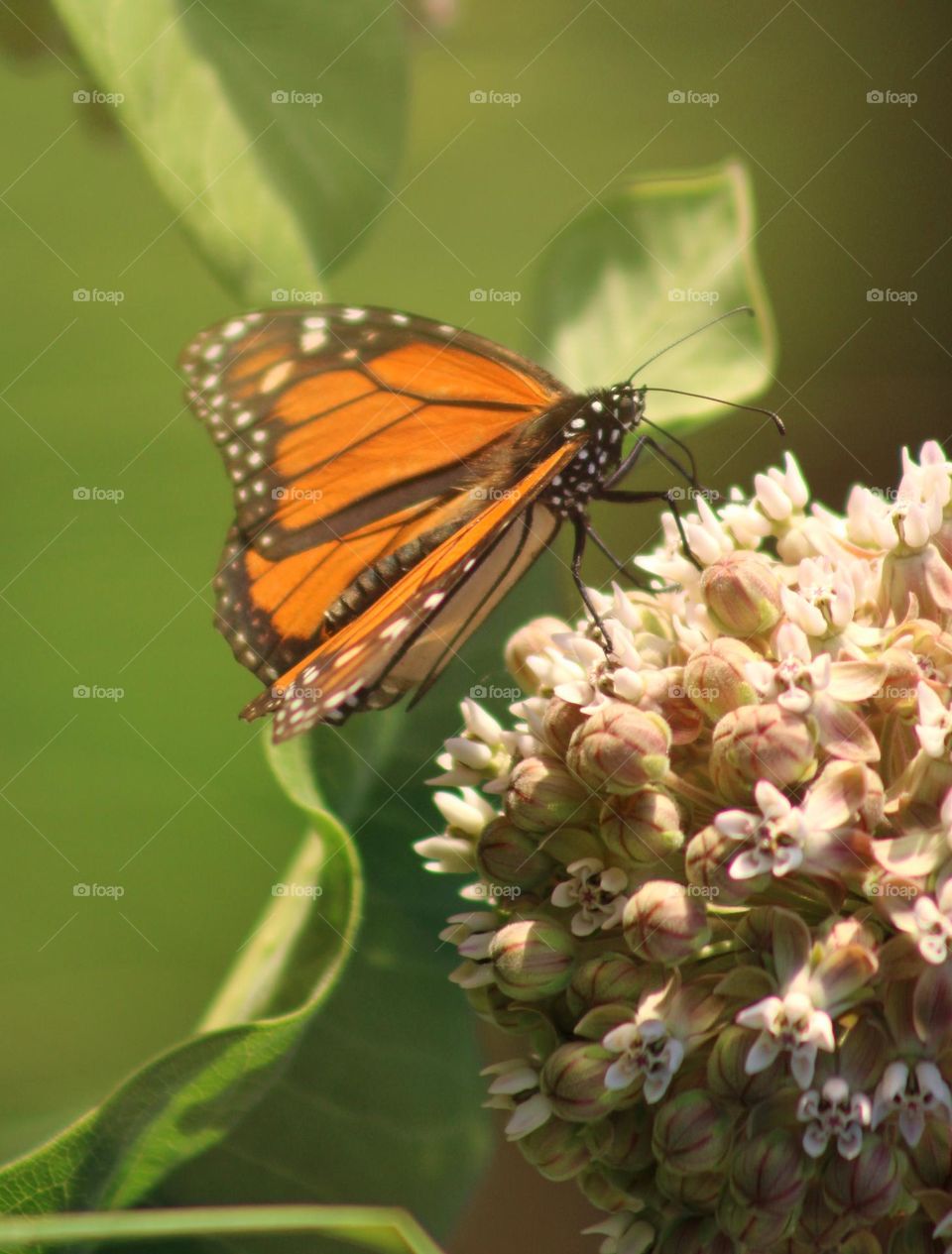 cant wait for spring (this picture reminds me of beautiful spring)