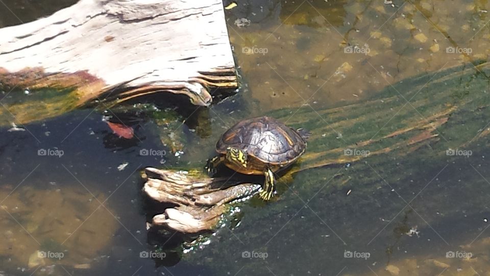 Water, Turtle, No Person, Pool, Reptile