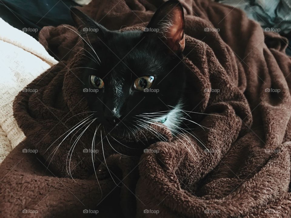 Cozy Cat