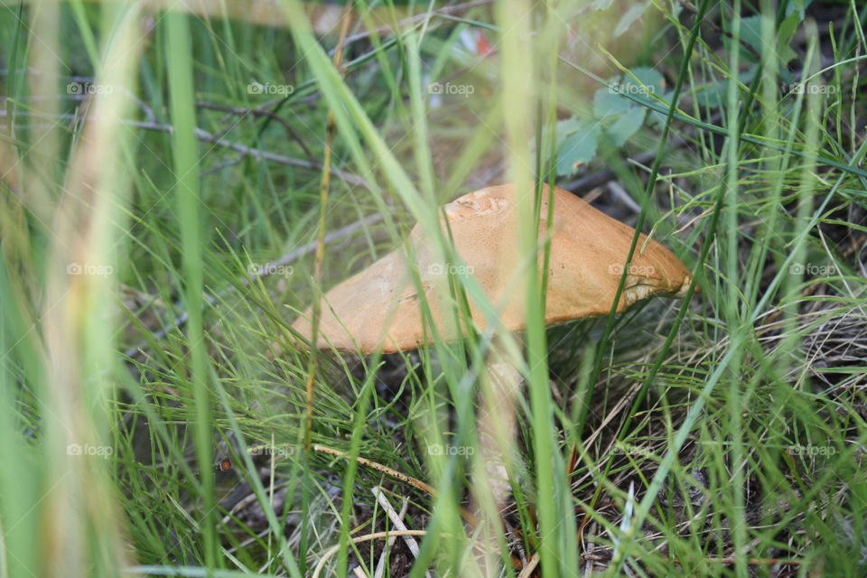 Mushroom trail
