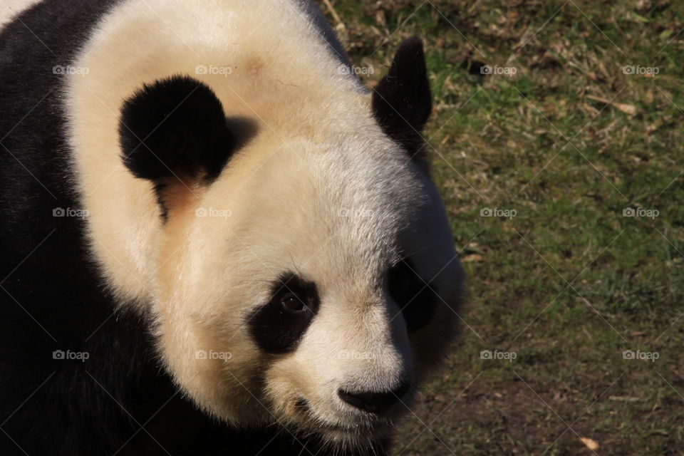 panda of beauval