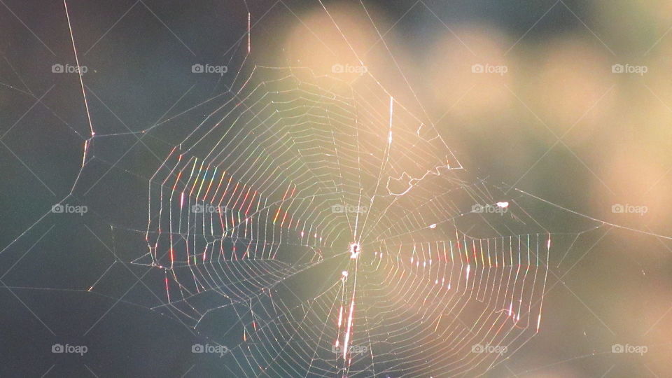 Spider, Spiderweb, Trap, Arachnid, Cobweb