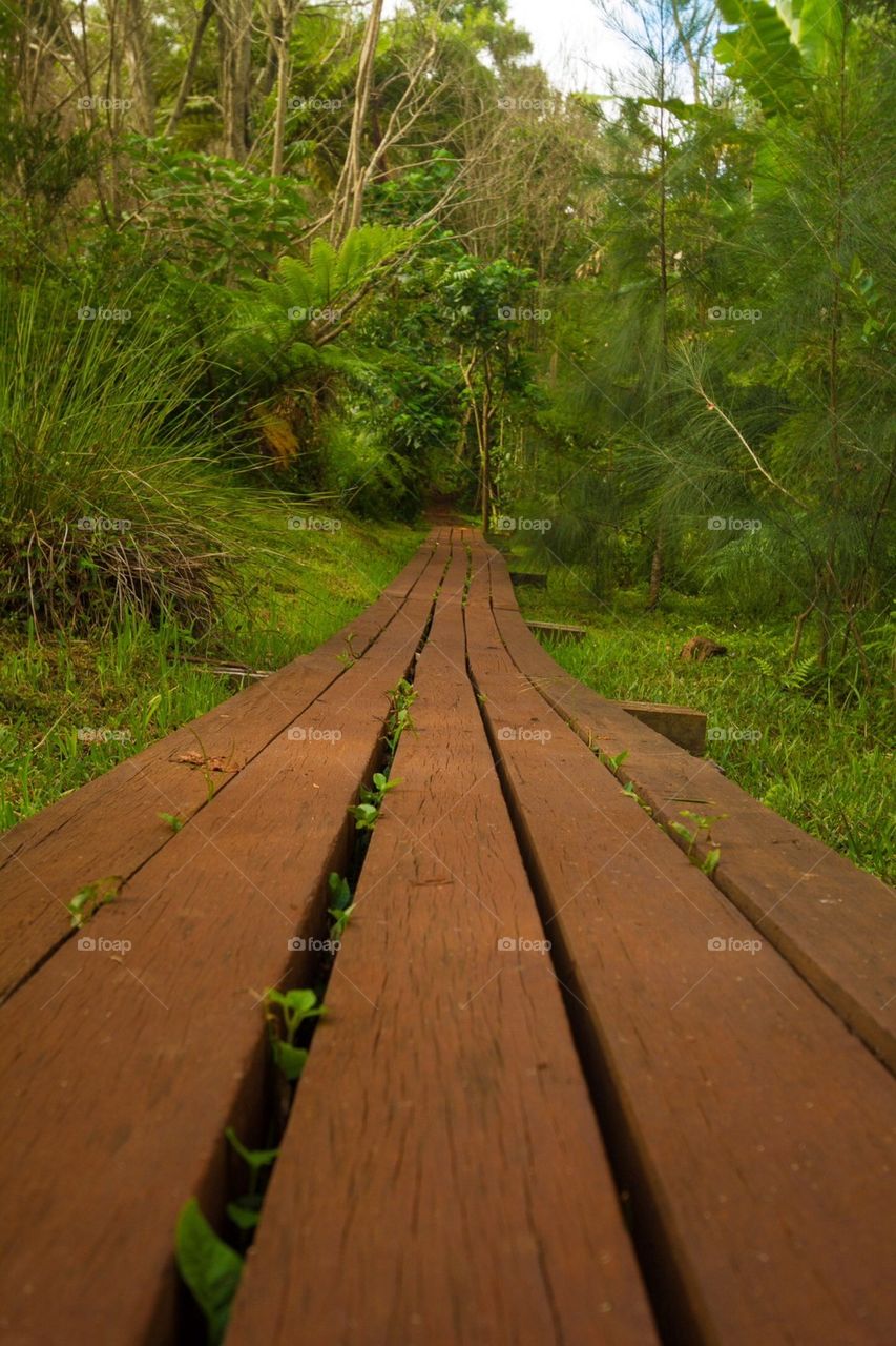 Wooden Path to Rainforest 