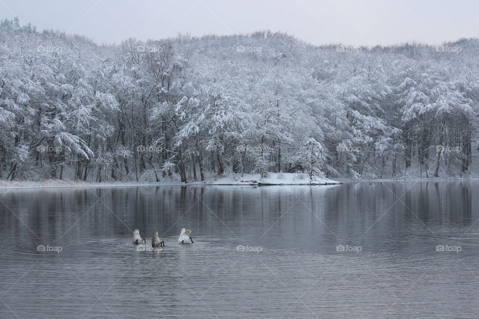Scenic view of idyllic lake during winter
