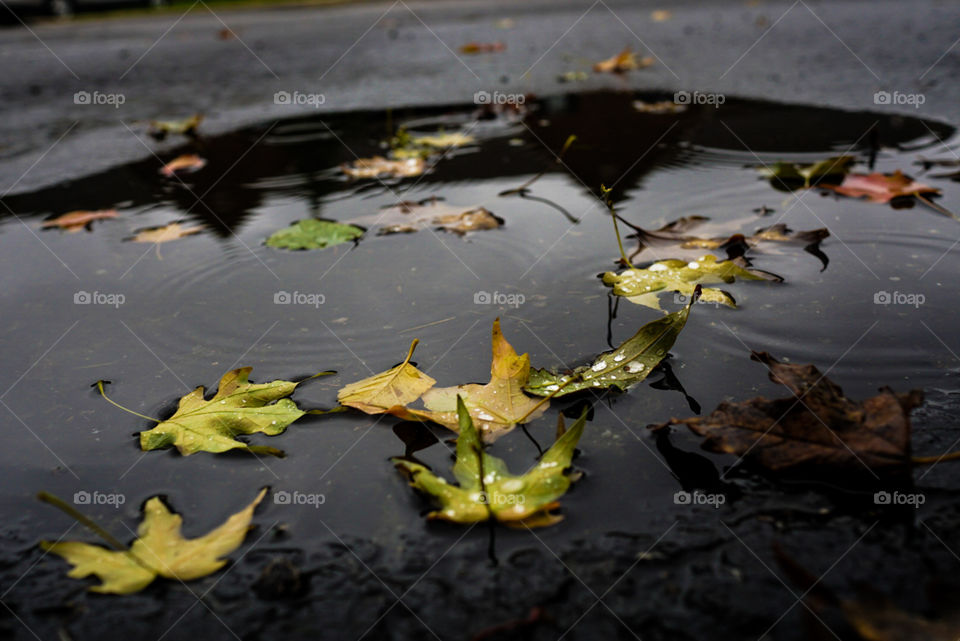 autumn puddle