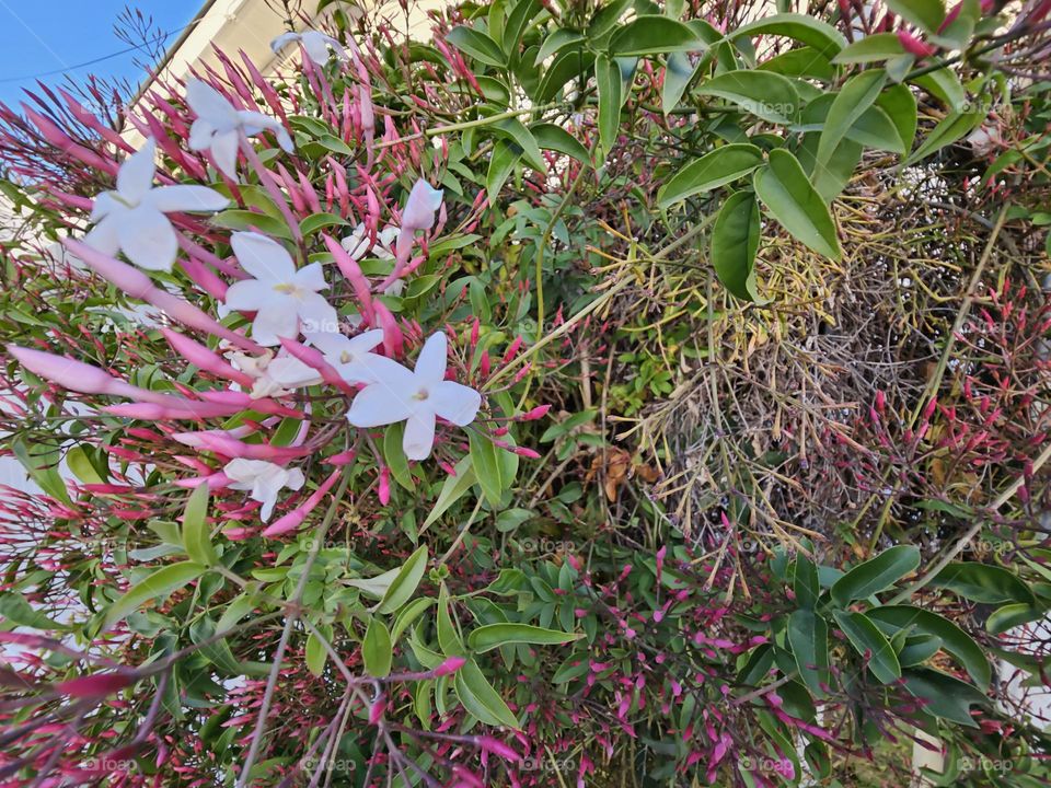 Perfumed pink Jasmin in bloom brighten any day