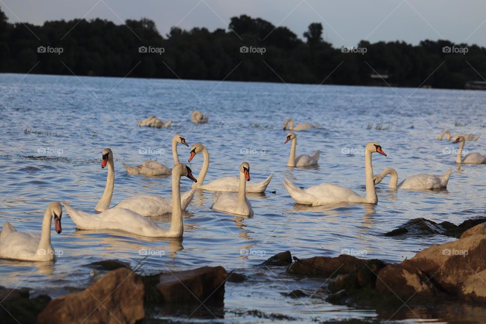 A flock of swans