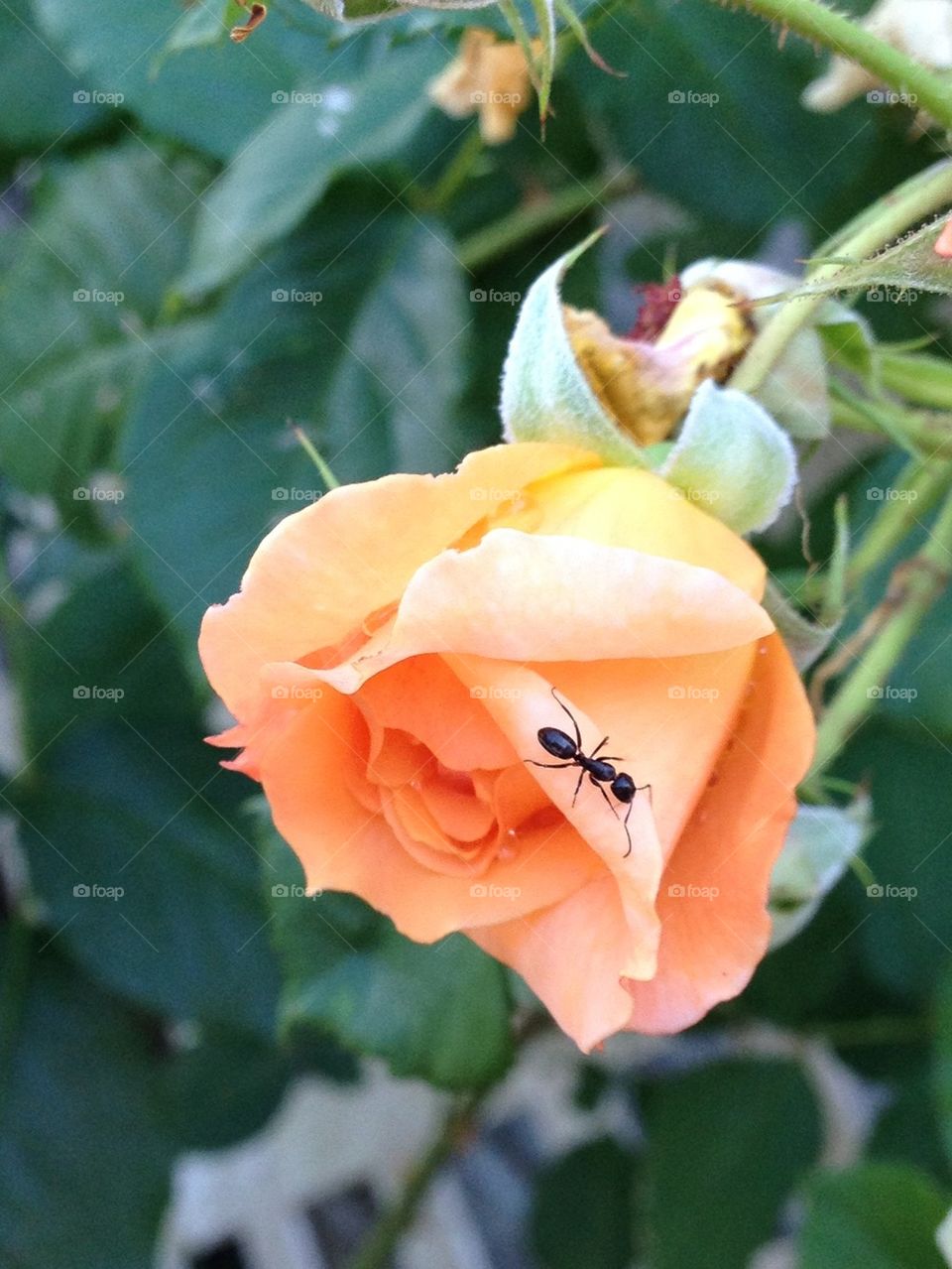 Close-up of ant on rose