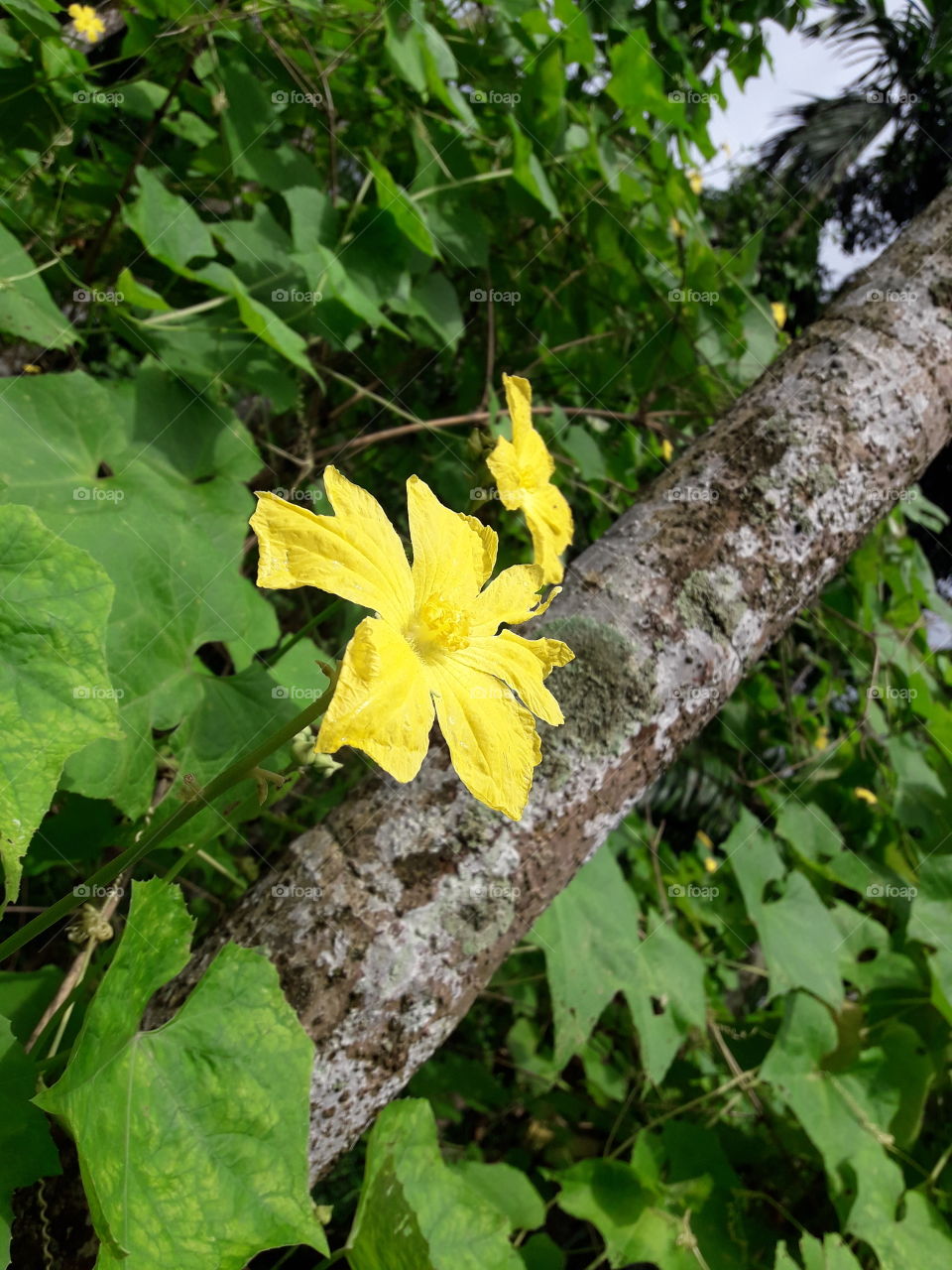Luffa flower