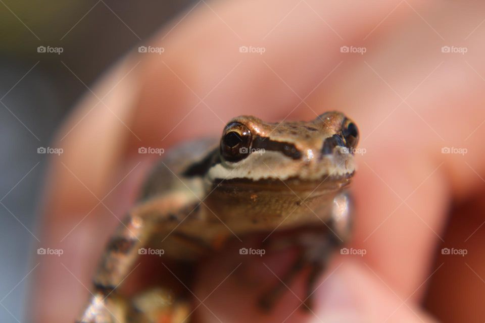 Up close macro shot of a small frog along the river