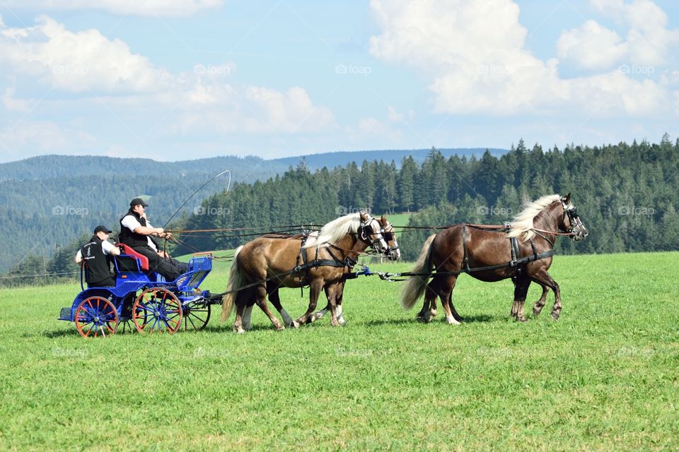 Four Black Forest horses pulling a carriage with typically landscape in the background